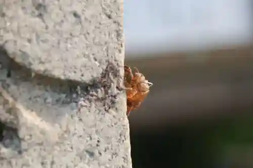 愛宕神社の自然