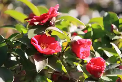 豊景神社の庭園