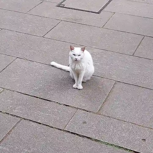 愛宕神社の動物