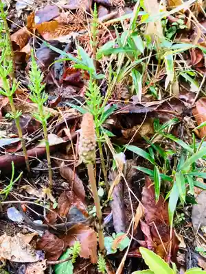 伊保田神社(茨城県)