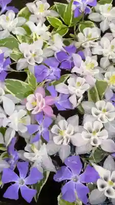 岡部春日神社～👹鬼門よけの🌺花咲く🌺やしろ～(福島県)
