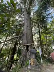 阿久津「田村神社」（郡山市阿久津町）旧社名：伊豆箱根三嶋三社の自然