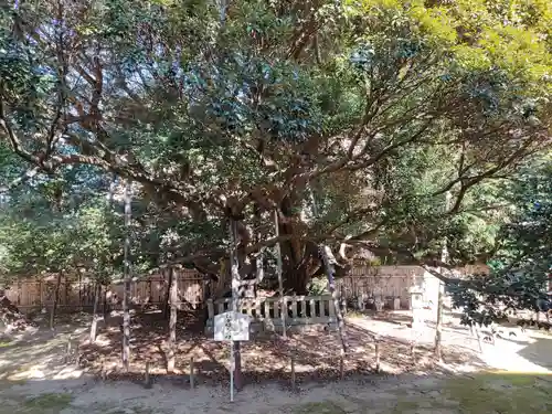 大樹寺（松安院大樹寺）の自然