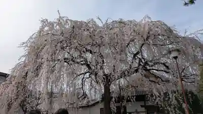 本満寺(本願満足寺)(京都府)