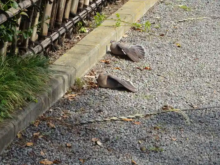 亀ケ池八幡宮の動物