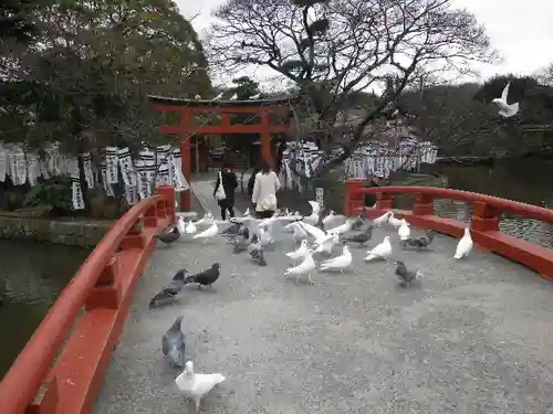 鶴岡八幡宮の動物
