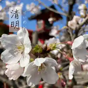 總社 和田八幡宮の自然(2022年04月05日(火) 20時14分41秒投稿)