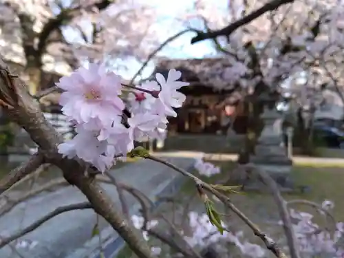  湊八幡神社の自然