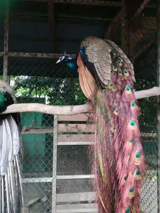 岩槻久伊豆神社の動物