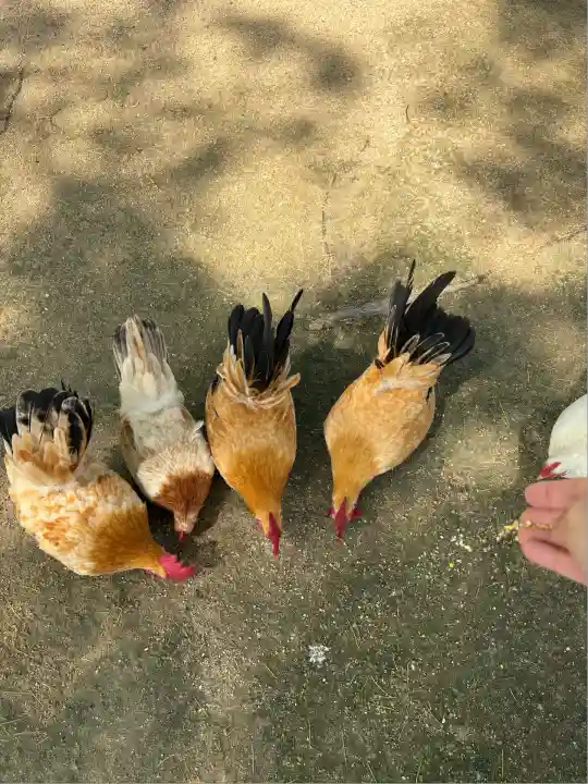 忌宮神社(山口県)