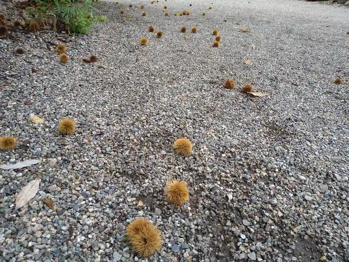 櫛田神社の自然
