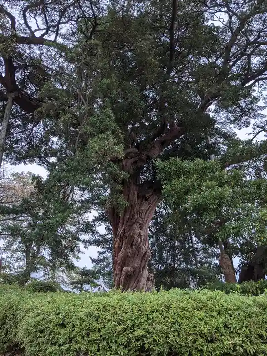 報徳二宮神社の自然