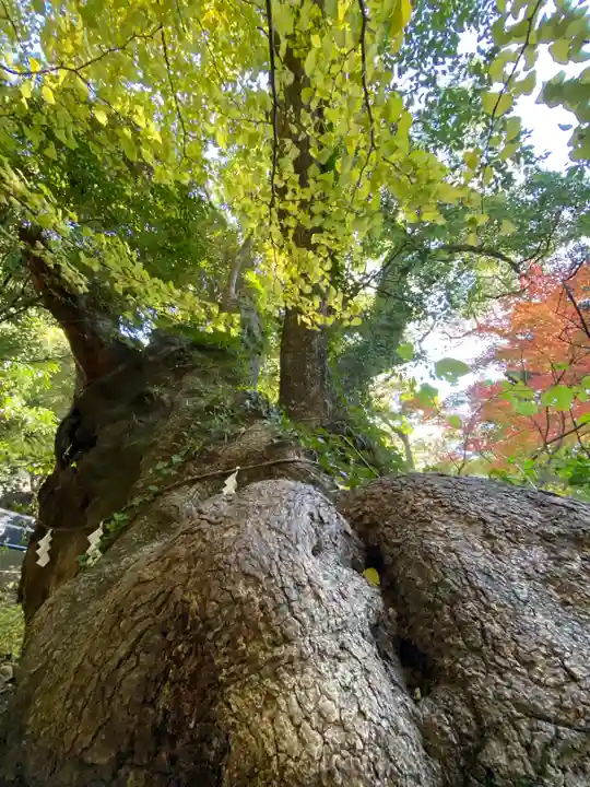 來宮神社の自然