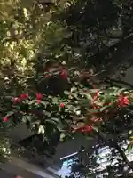 金刀比羅宮東京分社の自然