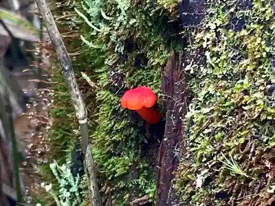 高峯神社(大室神社奥宮)(長野県)
