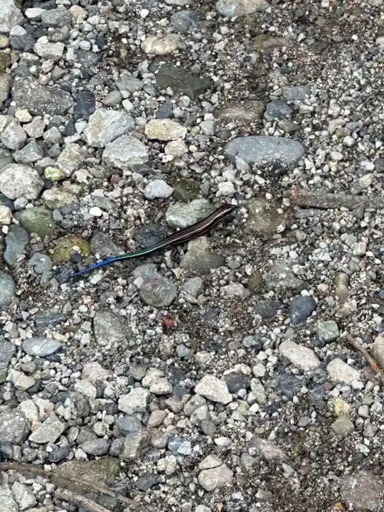 日光二荒山神社(栃木県)