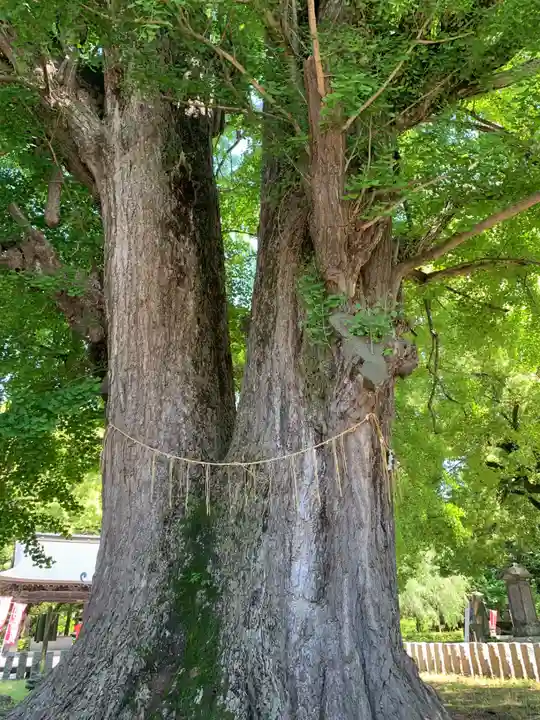 鑁阿寺(栃木県)