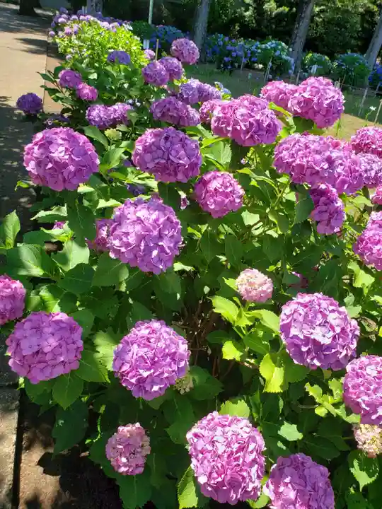 妙法寺(東京都)