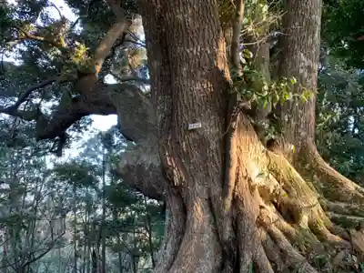 浅間神社の自然