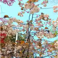 彌彦神社 (伊夜日子神社)の自然