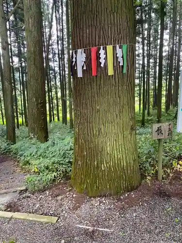 岩戸別神社の自然