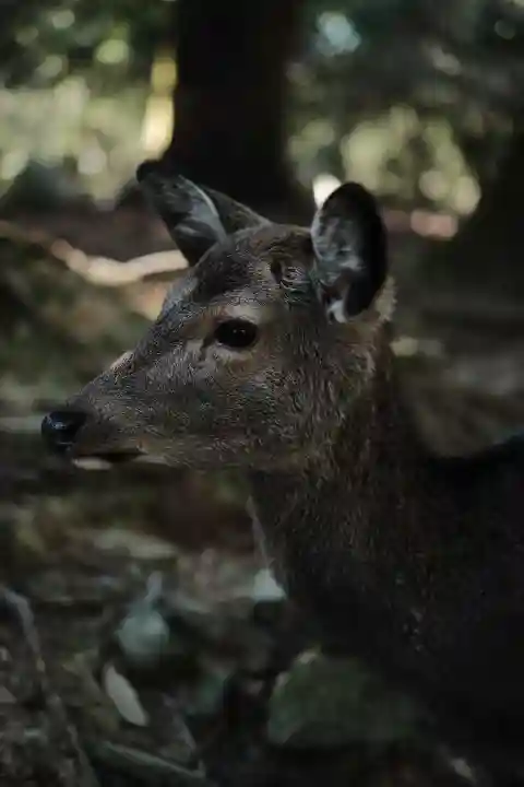 春日大社の{uncategorized: "未分類", other: "その他", undefined: "問題あり", building: "その他建物", grave: "お墓", sacred_gate: "鳥居", guardian: "狛犬", statue: "像", buddha: "仏像", history: "歴史", nature: "自然", garden: "庭園", animal: "動物", pagoda: "塔", temizu: "手水舎", mountain_gate: "山門・神門", sanctuary: "本殿・本堂", subordinate: "末社・摂社", art: "芸術", scenery: "景色", jizo: "地蔵", ema: "絵馬", goshuin: "御朱印", omikuji: "おみくじ", items: "授与品その他", amulet: "お守り", goshuincho: "御朱印帳", eats: "食事", festival: "お祭り", votive_dance: "神楽", shichigosan: "七五三参", wedding: "結婚式", experience: "体験その他", initially: "初詣", around: "周辺", anti_infection: "感染症対策"}
