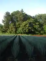 尾崎天神宮(千葉県)