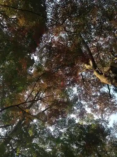 喜多見氷川神社の自然