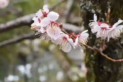 長浜八幡宮の自然