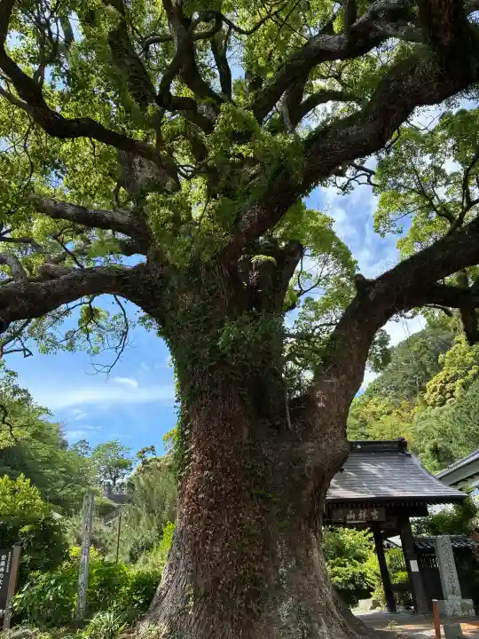 安楽寺の{uncategorized: "未分類", other: "その他", undefined: "問題あり", building: "その他建物", grave: "お墓", sacred_gate: "鳥居", guardian: "狛犬", statue: "像", buddha: "仏像", history: "歴史", nature: "自然", garden: "庭園", animal: "動物", pagoda: "塔", temizu: "手水舎", mountain_gate: "山門・神門", sanctuary: "本殿・本堂", subordinate: "末社・摂社", art: "芸術", scenery: "景色", jizo: "地蔵", ema: "絵馬", goshuin: "御朱印", omikuji: "おみくじ", items: "授与品その他", amulet: "お守り", goshuincho: "御朱印帳", eats: "食事", festival: "お祭り", votive_dance: "神楽", shichigosan: "七五三参", wedding: "結婚式", experience: "体験その他", initially: "初詣", around: "周辺", anti_infection: "感染症対策"}