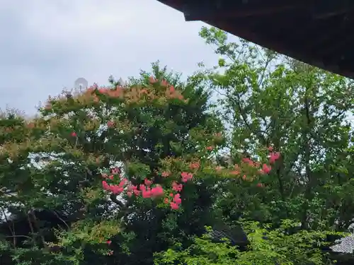 下御霊神社の自然