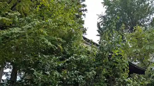 大木白山社の自然