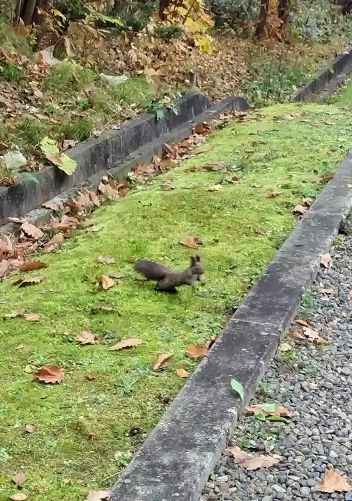 上川神社の動物