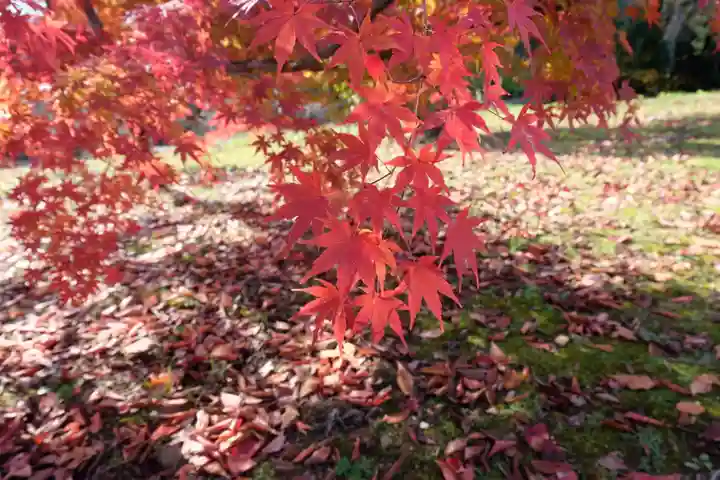 勝持寺(花の寺)(京都府)