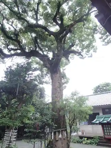 八雲神社（鎌倉・大町）の自然