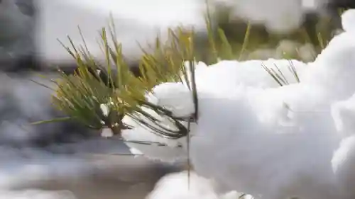 梅宮大社の自然