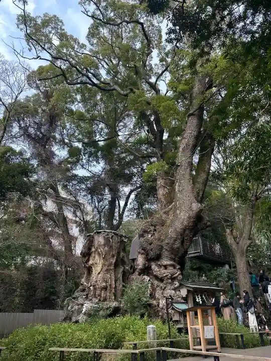 來宮神社の{uncategorized: "未分類", other: "その他", undefined: "問題あり", building: "その他建物", grave: "お墓", sacred_gate: "鳥居", guardian: "狛犬", statue: "像", buddha: "仏像", history: "歴史", nature: "自然", garden: "庭園", animal: "動物", pagoda: "塔", temizu: "手水舎", mountain_gate: "山門・神門", sanctuary: "本殿・本堂", subordinate: "末社・摂社", art: "芸術", scenery: "景色", jizo: "地蔵", ema: "絵馬", goshuin: "御朱印", omikuji: "おみくじ", items: "授与品その他", amulet: "お守り", goshuincho: "御朱印帳", eats: "食事", festival: "お祭り", votive_dance: "神楽", shichigosan: "七五三参", wedding: "結婚式", experience: "体験その他", initially: "初詣", around: "周辺", anti_infection: "感染症対策"}