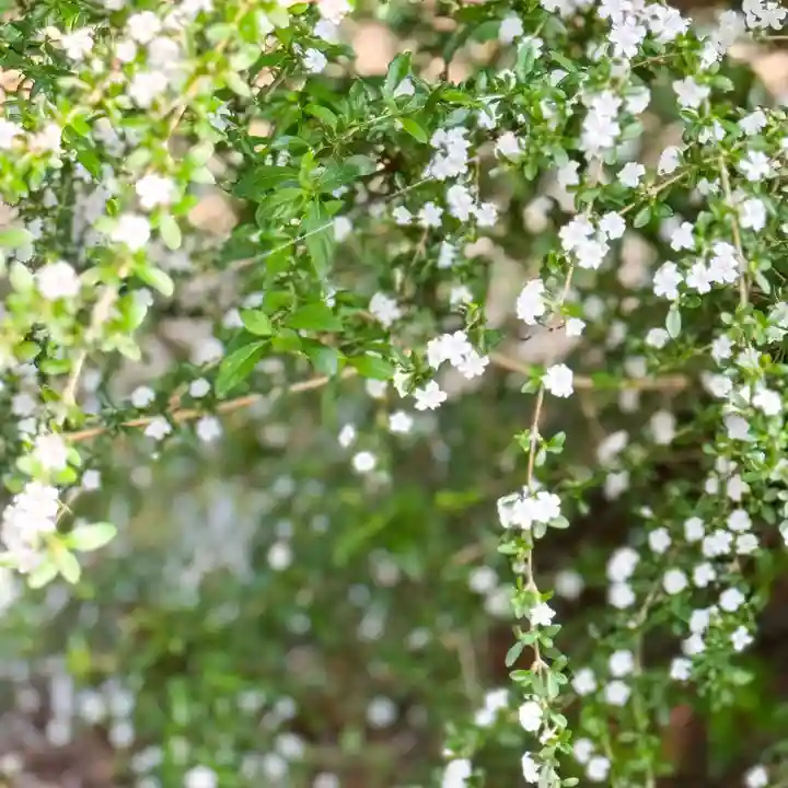 伊勢の国 四天王寺(三重県)