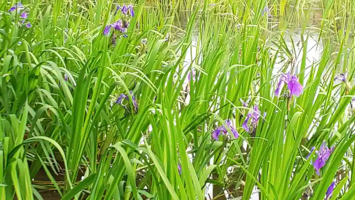 大田神社(賀茂別雷神社境外摂社)の自然
