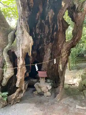 來宮神社(静岡県)