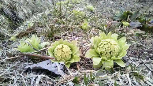 雫石神社の自然