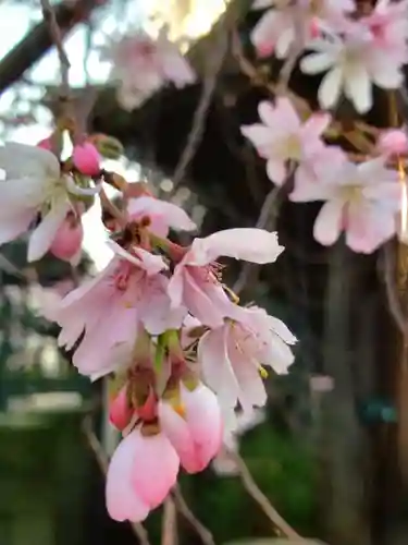 妙法寺(東京都)