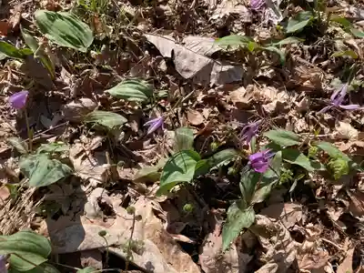 大國神社の自然