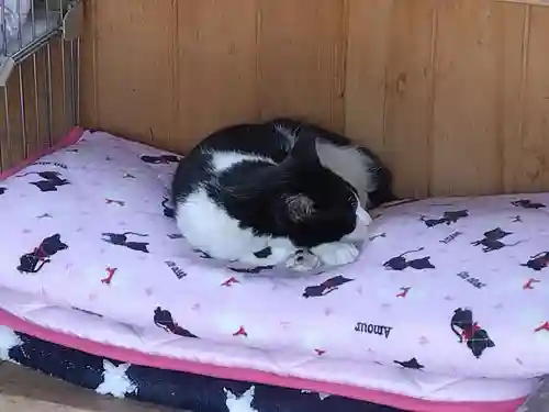 御誕生寺（猫寺）の動物