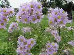 般若寺 ❁﻿コスモス寺❁の自然