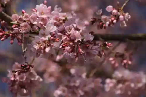 正一位稲荷大明神の自然