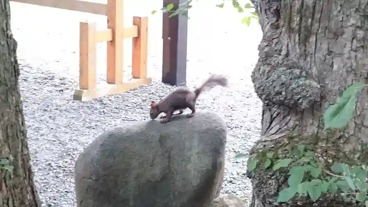 千歳神社の動物
