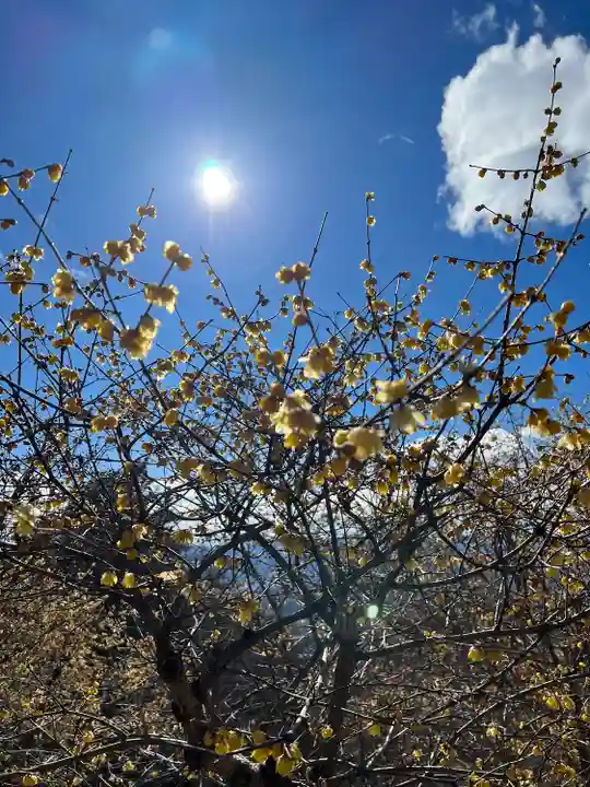 宝登山神社奥宮(埼玉県)