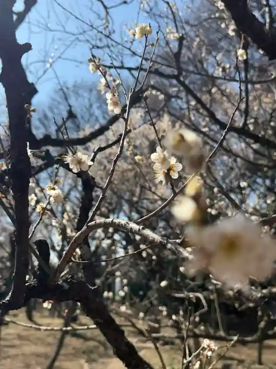 谷保天満宮の{uncategorized: "未分類", other: "その他", undefined: "問題あり", building: "その他建物", grave: "お墓", sacred_gate: "鳥居", guardian: "狛犬", statue: "像", buddha: "仏像", history: "歴史", nature: "自然", garden: "庭園", animal: "動物", pagoda: "塔", temizu: "手水舎", mountain_gate: "山門・神門", sanctuary: "本殿・本堂", subordinate: "末社・摂社", art: "芸術", scenery: "景色", jizo: "地蔵", ema: "絵馬", goshuin: "御朱印", omikuji: "おみくじ", items: "授与品その他", amulet: "お守り", goshuincho: "御朱印帳", eats: "食事", festival: "お祭り", votive_dance: "神楽", shichigosan: "七五三参", wedding: "結婚式", experience: "体験その他", initially: "初詣", around: "周辺", anti_infection: "感染症対策"}