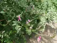 龍眼寺(萩寺)の自然